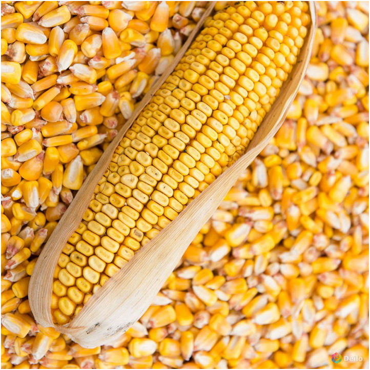 семена кукурузы